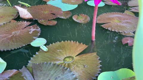 Pink Water lily, Lotus in a pond
