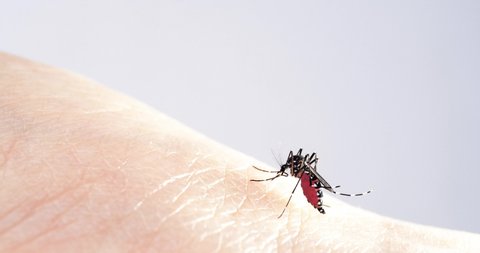 Video of mosquitoes trying to stick needles into skin.
The mosquito is often a carrier of infectious disease.