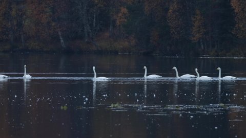 Group of Whooper swans swimming by on a lake near Kuusamo, Northern Europe.	