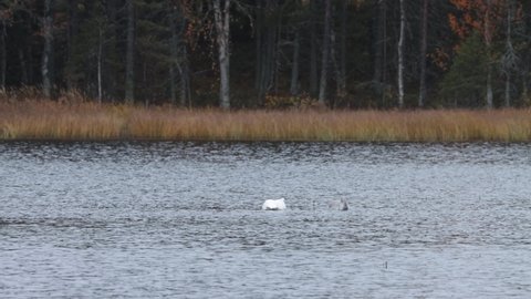 Adult and young Whooper swans eating on a lake near Kuusamo in Northern Finland.	
