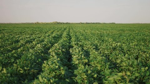 soybean soy field of green plants a general plan nature agriculture. organic farming. agriculture plantation business farm concept. soy vegetable healthy food business agriculture