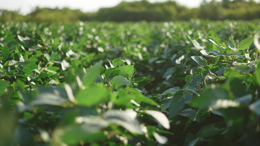 soybean soy field of green plants a general plan nature agriculture. organic farming. agriculture plantation business farm concept. soy sunlight vegetable healthy food agriculture Royalty-Free Stock Footage #1087645790