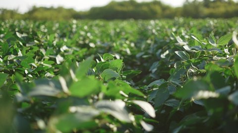 soybean soy field of green plants a general plan nature agriculture. organic farming. agriculture plantation business farm concept. soy sunlight vegetable healthy food agriculture