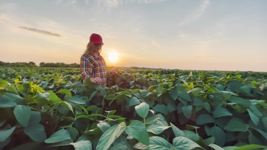 soybean farmer. agriculture a business concept. farmer girl examines the soybean crop at sunset. farmer walk agriculture soybean concept. farmer works in lifestyle a field with plants at sunset Royalty-Free Stock Footage #1087645829