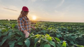 soybean farmer. agriculture a business concept. farmer girl examines the soybean crop at sunset. farmer walk agriculture soybean concept. farmer works in lifestyle a field with plants at sunset - Powered by Shutterstock - Get 15% off with code: PIKWIZARD15
