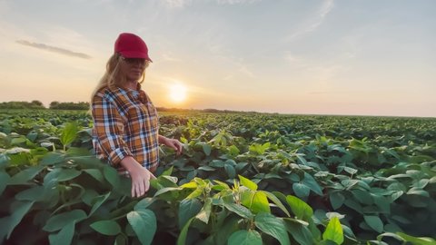 soybean farmer. agriculture a business concept. farmer girl examines the soybean crop at sunset. farmer walk agriculture soybean concept. farmer works in lifestyle a field with plants at sunset