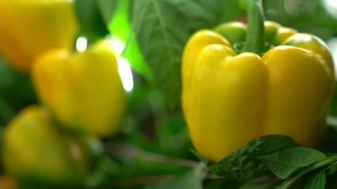 A beautiful slow motion shot of a bunch of ripened Yellow bell peppers growing fresh in the garden, ready to harvest. Organic farming shot in India.