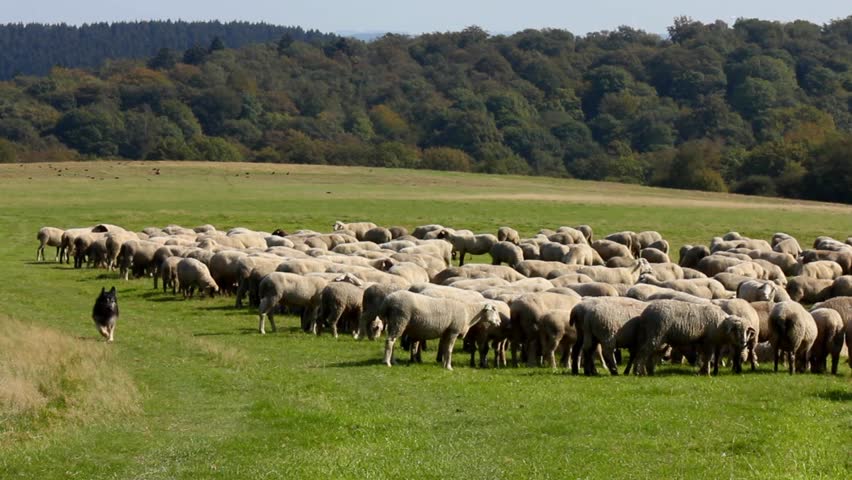 german shepherd herding sheep