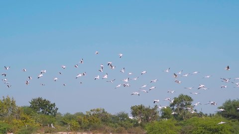 Pelican Birds flying in the blue sky above trees. Flocks of migratory birds during winter, at Rajkot, Gujarat, India. Migration movement of birds