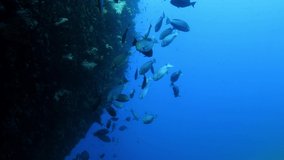A school of big fish swims beside the famous Liberty ship wreck. Underwater world of Tulamben, Bali, Indonesia.