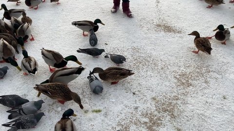 Feeding ducks in winter in a public park. A lot of males and Drakes of ducks with a green head are running in the snow. Feed the ducks, pink paws