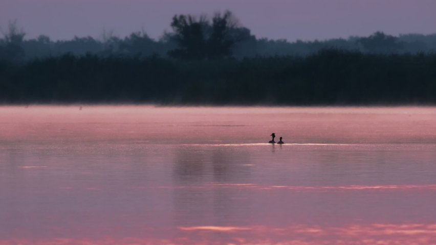 Nature background with Waterfowl birds ducks in their habitat at pond. Sunrise over lake, beautiful early morning landscape. Black birds swimming in water on calm river with fog. Wildlife Concept