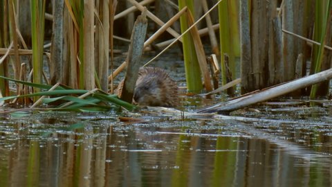 Wild muskrat eats among the swamp in the reeds