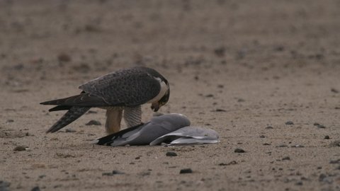 Peregrine Falcon Predation Kill Eating Feeding Pulling Feathers on Beach at Dusk