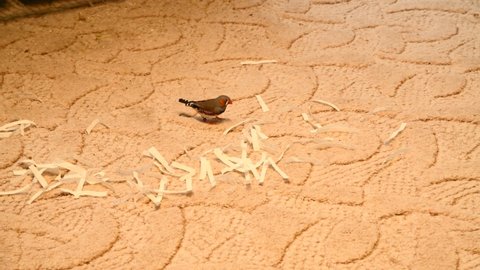 male zebra finch collecting paper tissue stripes for nesting material