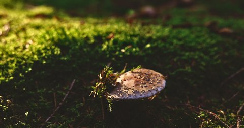Slow Motion Medium Handheld Zooming Out Shot Of Toadstool On Sunlit Forest Floor