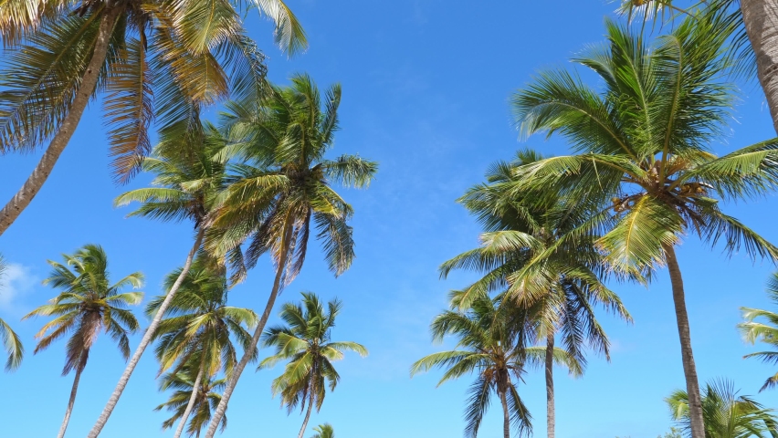 Coconut palm trees on tropical sandy shore. Macao beach. Dominican Republic Royalty-Free Stock Footage #1087665638