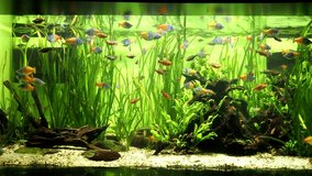 Aquarium fish. Large aquarium with fish and plants. Stock video. High quality 4k footage