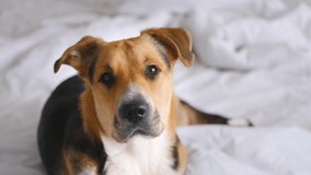 Close up 4K video of a tricolor outbred or mongrel dog laying on a bed on white linen. Pet blinking, attentively and calm looking at camera. Pets are family members and friends. Adopting homeless dog.