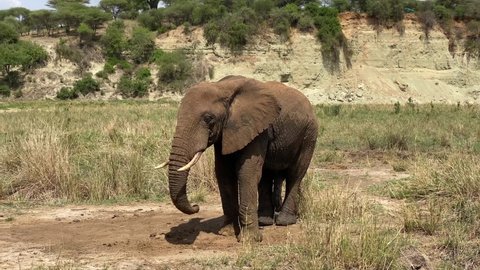 A large elephant picks up something with its trunk from the ground and puts it in its mouth. Tarangire National Park. Safari in Tanzania, Africa.