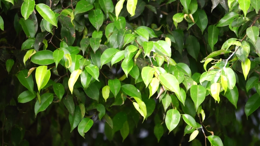 Ficus benjamina (weeping fig, benjamin fig, ficus tree) leaves with a natural background. Indonesian call it beringin, ringin or waringin Royalty-Free Stock Footage #1087681196