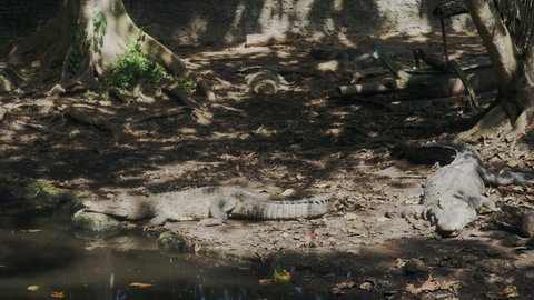 Big gray crocodiles are hiding by river and basking in sun against background of jungle and concrete wall. Hungry crocodiles came ashore to village located in jungle. Flock of crocodiles in daytime.