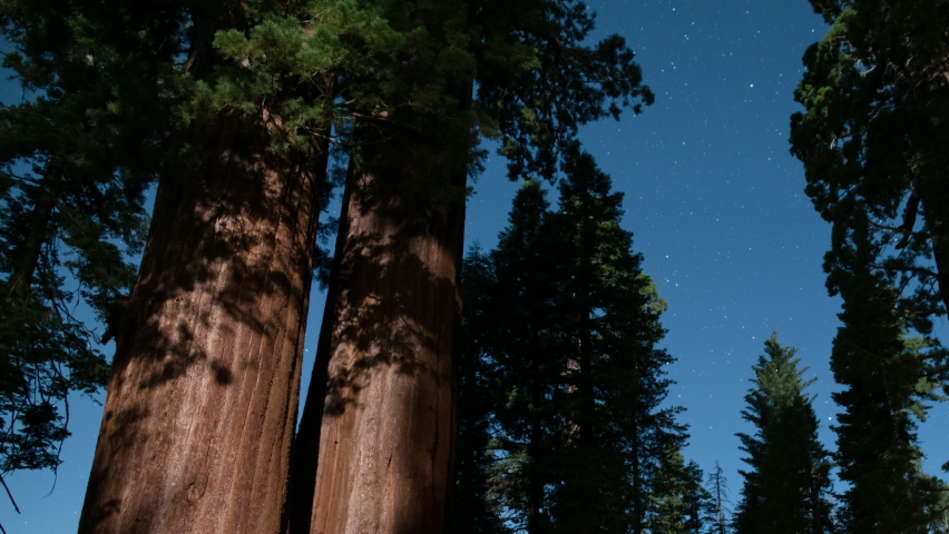 Sequoia Twin Trees Starry Sky Northwest Sky Tilt Down in Sequoia and Kings Canyon National Park General Grant Grove California USA