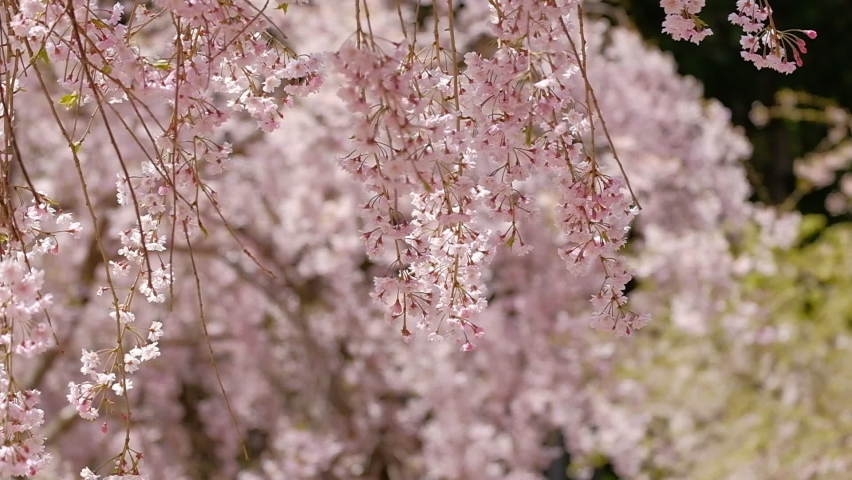 weeping cherry blossoms swaying wind nara Stock Footage Video (100% ...