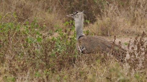 Kori Bustard - Ardeotis kori the largest flying bird native to Africa, order Otidiformes, big walking grey and brown ground-dwelling bird, found throughout southern Africa.