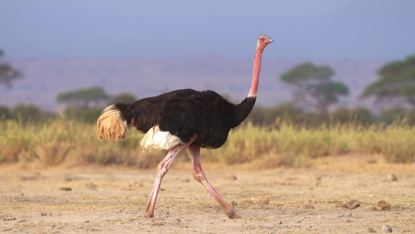 Common Ostrich - Struthio camelus is a species of flightless bird native to large areas of Africa , the largest living bird, long strong red legs, long neck, small head, big bird in savannah. Royalty-Free Stock Footage #1087692629