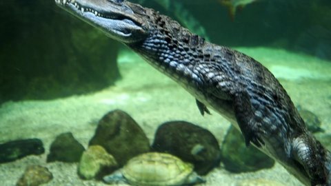 A crocodile swims in the water, Moskvarium, Moscow Oceanarium. High quality 4k footage