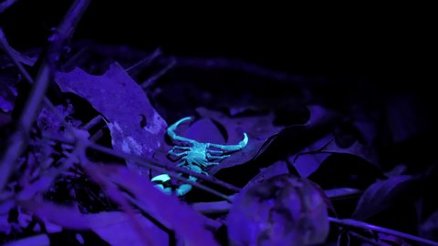 Scorpion glowing under ultraviolet light in the jungle Costa Rica tropical night wildlife