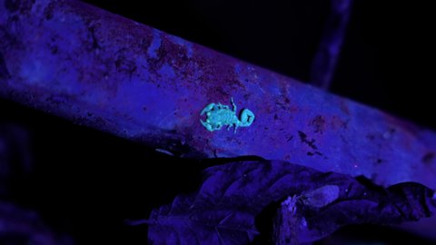 Baby scorpion predatory arachnids under ultra violet light Costa Rica jungle tropical environment 
