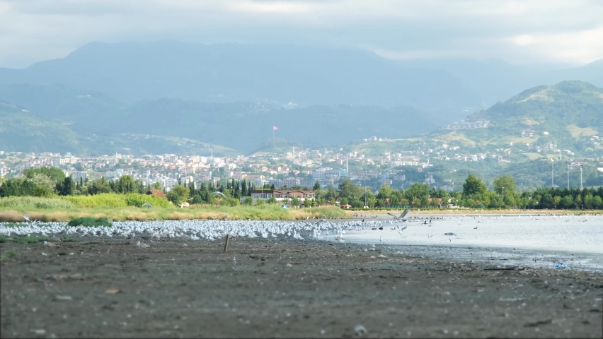 seagulls flying, flock of seagulls take off by the sea