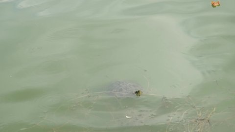 freshwater turtle, turtles swimming in lake, 2 versions