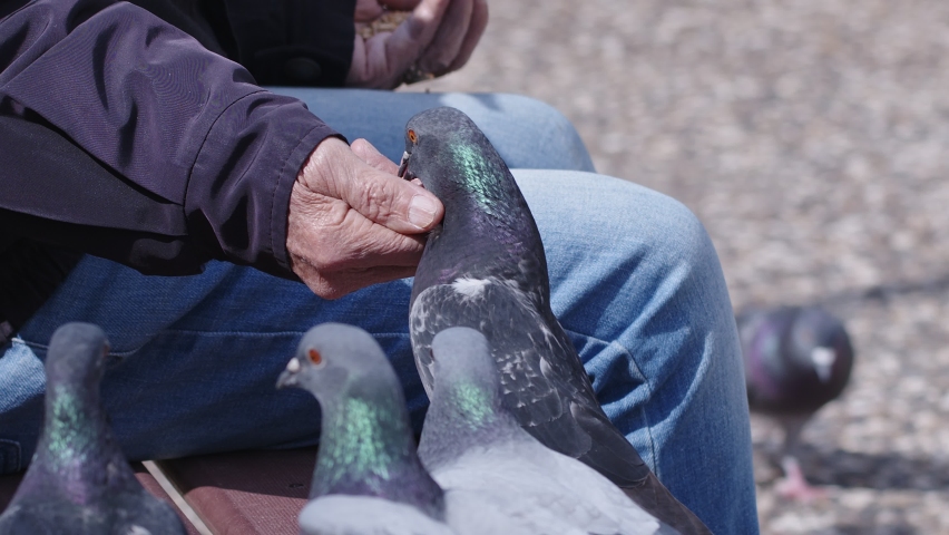 Animal Bird Pigeons Eating from Hand
