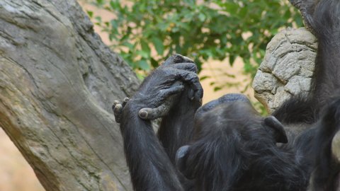 Chimpanzee hands - Pan troglodytes