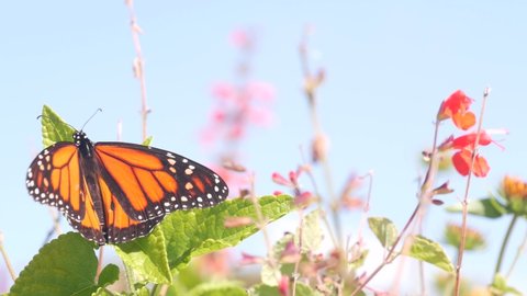 Monarch butterfly collecting wild flower pollen, garden or medow, spring sky. Botanical bloom or floral blossom of plants, orange insect wings in fresh summer herb grass. Field wildflowers pollination