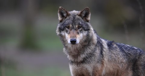 Portrait of a grey wolf in the forest