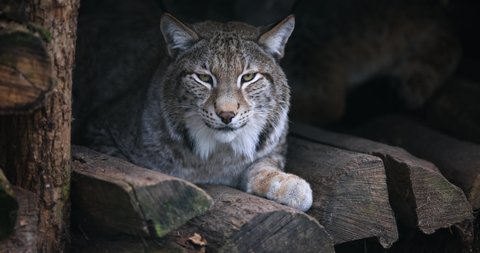 Portrait of a lynx in the forest