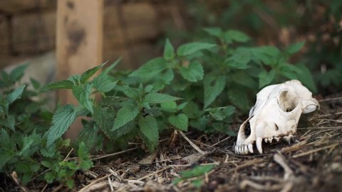 Skull from dead dog left on the ground in backyard under stinging nettles