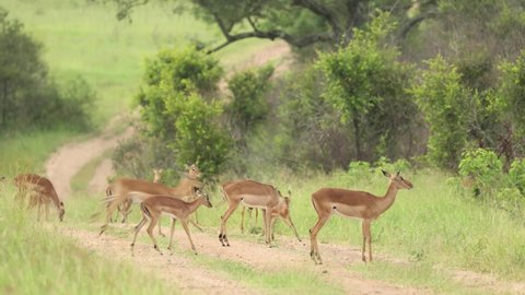 Wide shot of a herd of impalas running across the road, Greater Kruger. 