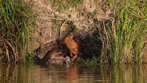 Seen feeding on the carcass of a Sambar Deer while an Asian Monitor Lizard works hard for its share, Whistling Dog Cuon alpinus, Khao Yai National Park, Thailand.