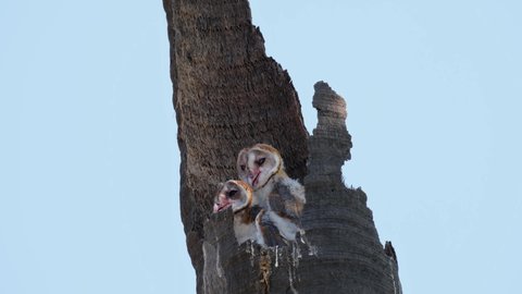 Two individuals peeking out from the burrow while the wind blows moving the tree as one moves its head around, Barn Owl Tyto alba Thailand.