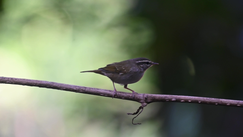 pale-poop-stock-video-footage-4k-and-hd-video-clips-shutterstock