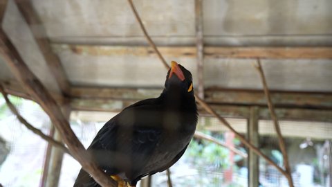 Gracula religiosa myna bird talking in a cage, Thailand. The common hill myna or Gracula religiosa formerly simply known as hill myna bird, resident of South Asia and Southeast Asia. There is sound