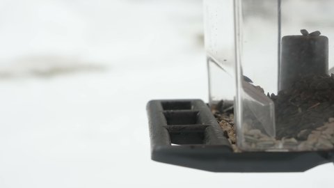A long beak Eurasian nuthatch bird on the bird feeder getting some seeds to eat in Estonia