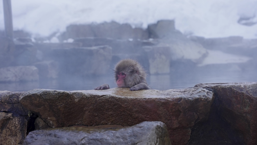 Lonely Snow Monkey In Hot Springs of Jigokudani