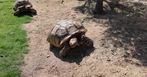 two giant old tortoise or golden coin turtle (or Chinese three-striped box turtle (Cuora trifasciata), a species of turtle endemic to southern China) crawling on grass field on a sunny day