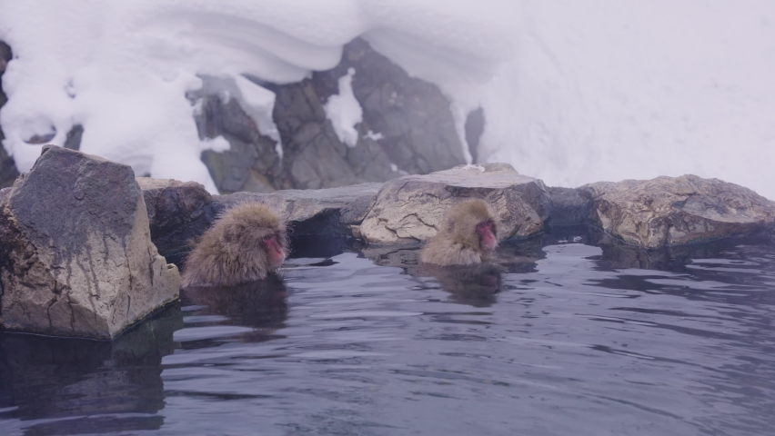 Japanese Macaques sitting in natural Onsen Hot Water in Jigokudani, Nagano